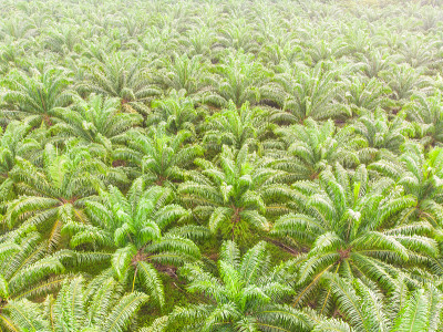 鸟瞰晨雾中的棕榈油种植园