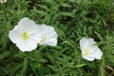 5月开3朵白色的酒花
