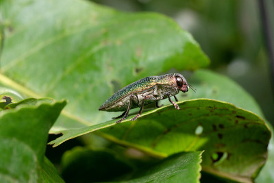 印度浦那马哈拉施特拉邦，Buprestidae，绿宝石甲虫，Chrysochroa kaupii