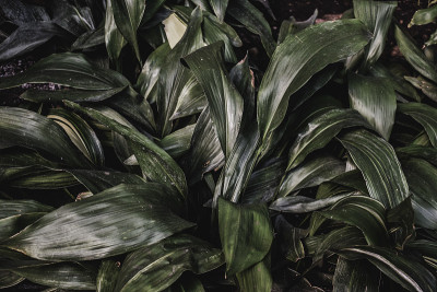 热带植物叶片背景纹理呈绿色