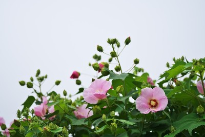 芙蓉