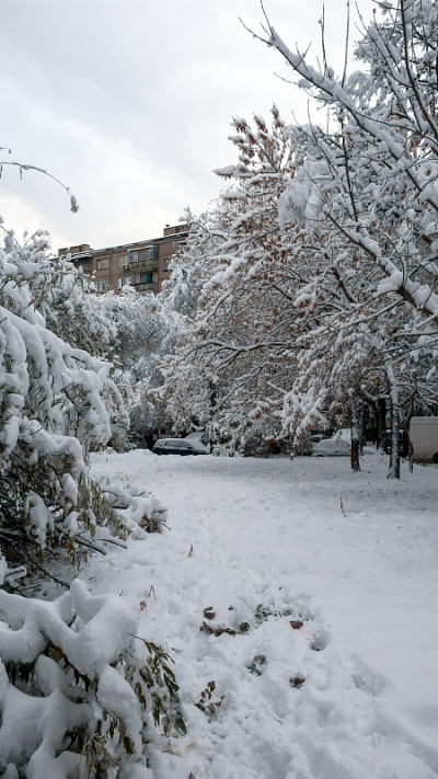 冬季景观的南方公园与雪覆盖的树木在索菲亚市，保加利亚