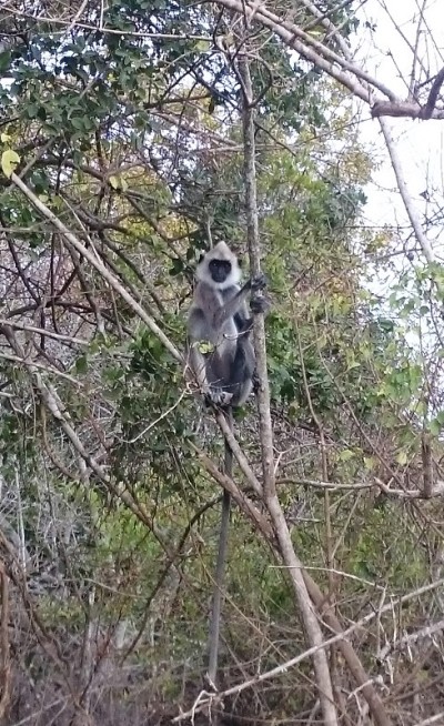 叶猴坐在树上
