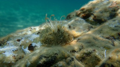海洋腹足软体动物，地中海帽贝或放射状地中海帽贝(Patella caerulea)，在爱琴海海底