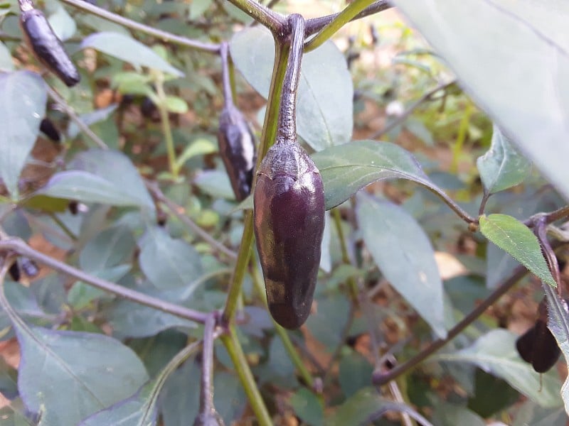 美丽的花园，黑绿色的辣椒植物