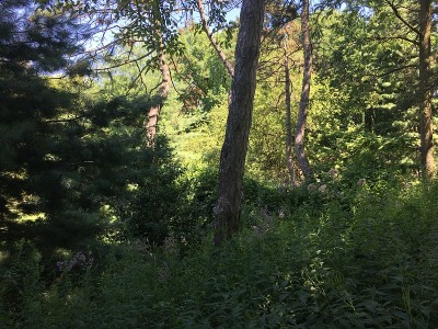 阳光明媚的夏日，在纽约曼哈顿中央公园。