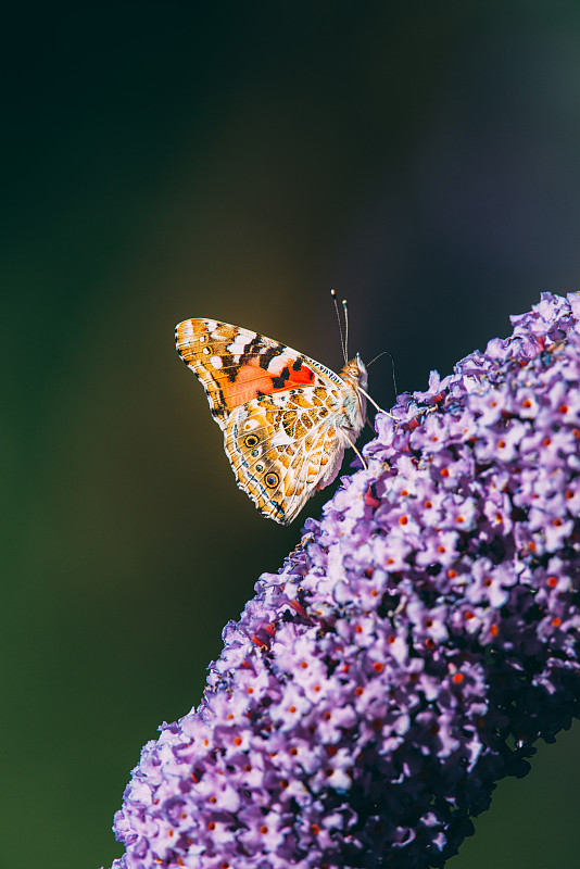 Beautiful atalanta butterfly / red-winged butterfl