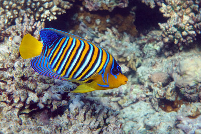 皇家或帝王天使鱼(Pygoplites diacanthus) -红海