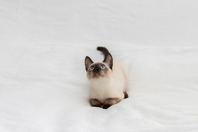 猫抬起头来要吃的。宠物广告的概念照片。