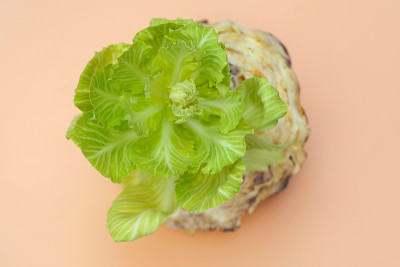 老白菜从它头上长出了新芽。