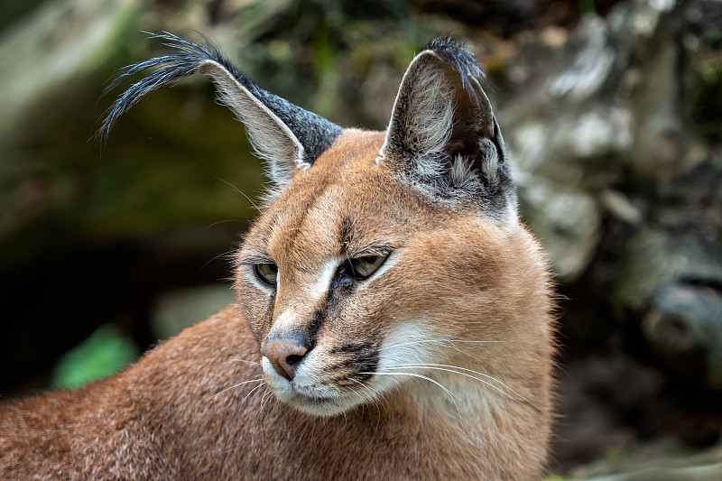 肖像沙漠猫野猫(野猫)或非洲猞猁长簇耳