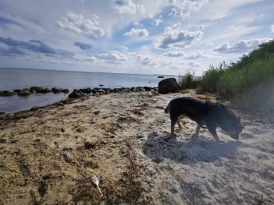 海滩上的澳大利亚牧牛犬
