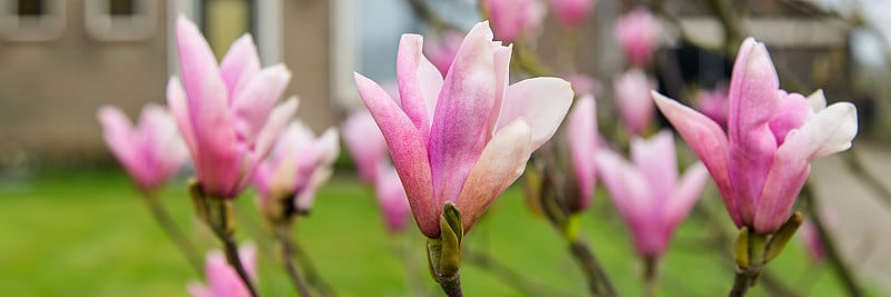 旗帜与郁金香树花