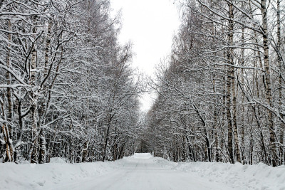 冬天的路穿过白雪覆盖的树林