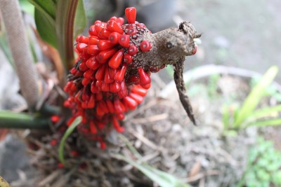 花盛开