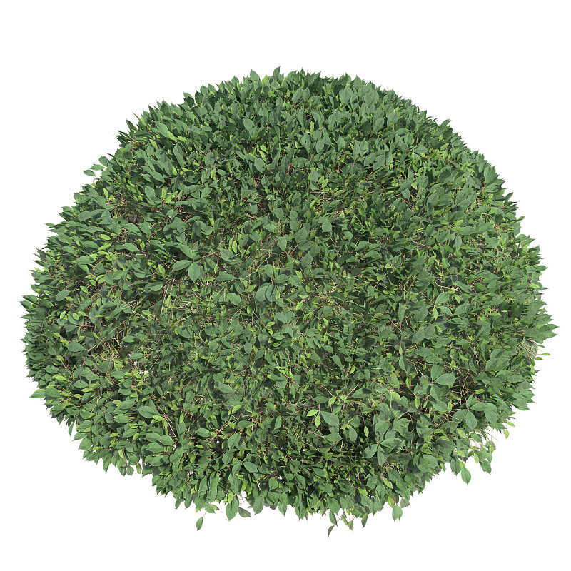 3D灌木灌木和树木孤立渲染