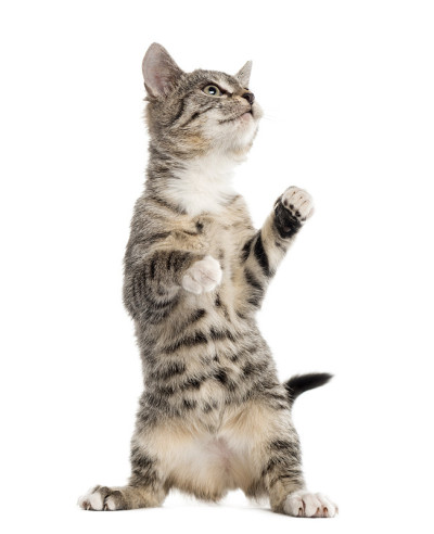 欧洲短毛小猫玩耍，孤立在白色