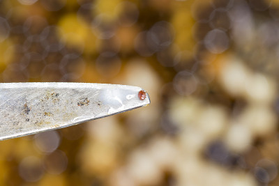 蜂箱里的螨虫