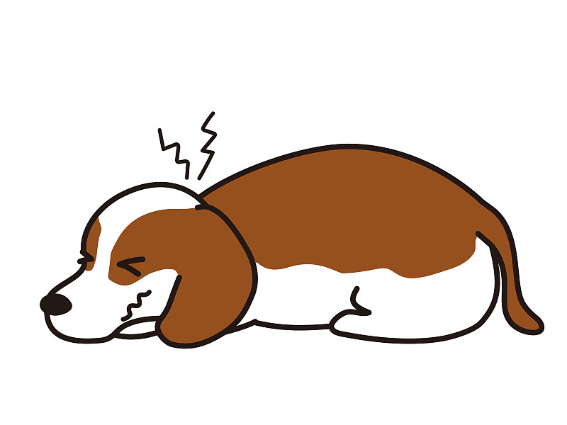 颈椎间盘疝。颈椎疼痛。腊肠犬。