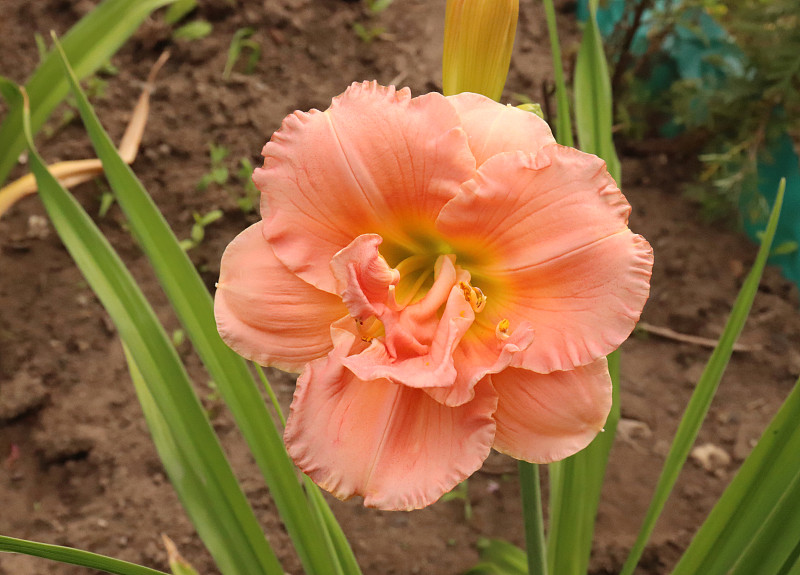 豪华花黄花菜西罗亚双经典花园近景。黄花菜是萱草属的一种开花植物。可食用的花。黄花菜是多年生植物。