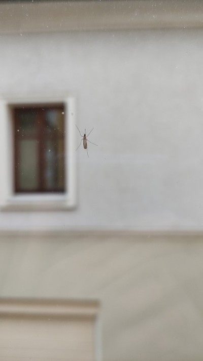 窗户上的小虫子