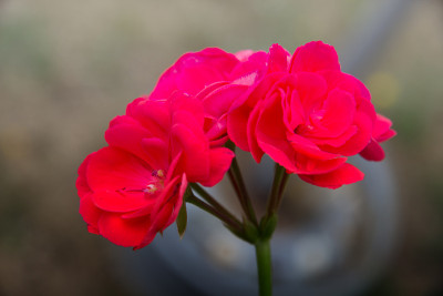希望之花