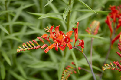 Crocosmia