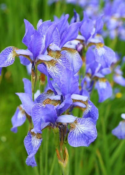 虹膜sibirica。
