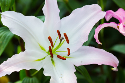 美丽的百合白花近了