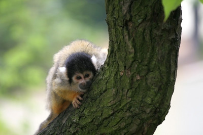 好奇squirrelmonkey