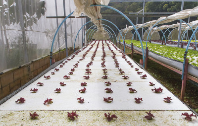 在泰国北部的菜园里种植蔬菜