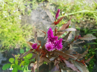 紫色亮尖花——龙舌兰