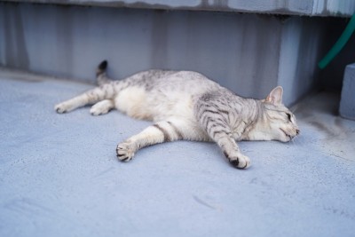 屋顶上的埃及猫