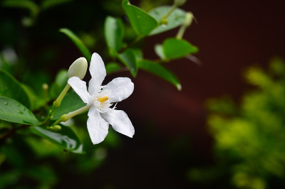 白色的栀子花