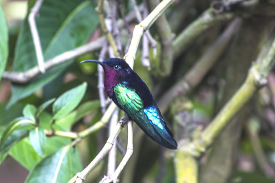 Colibri