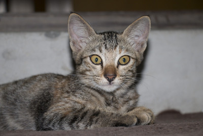 虎纹猫