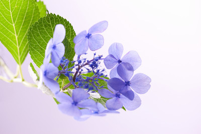 绣球花