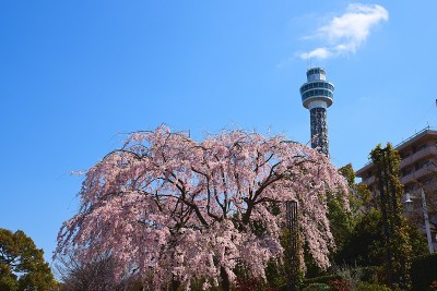 横滨