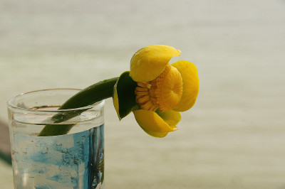 黄水花