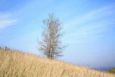 山景