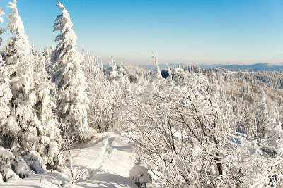 冬季森林树木在山上覆盖着新鲜的雪。晴朗的天气和蓝天。