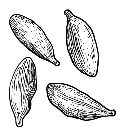 豆蔻插图，绘画，雕刻，水墨，线条艺术，矢量