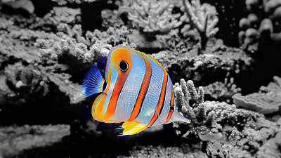 咸水水族馆珊瑚礁缸中的蝴蝶鱼(飞溅色)