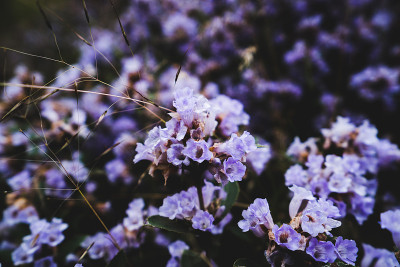 印度的Neelakurinji花