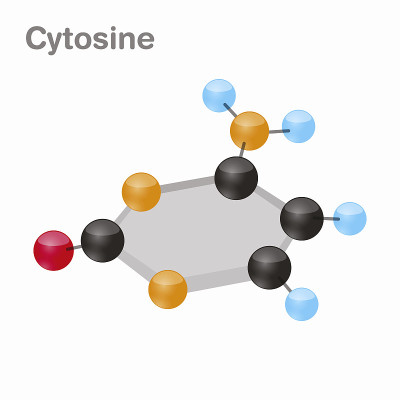 C.嘧啶碱基分子。出现在DNA。3D矢量插图上的白色背景