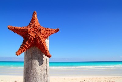 木杆海滩上的加勒比海星