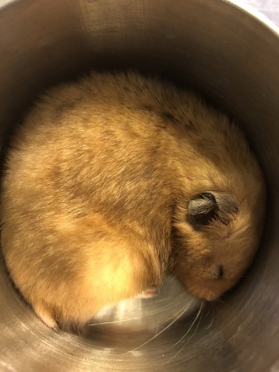 仓鼠