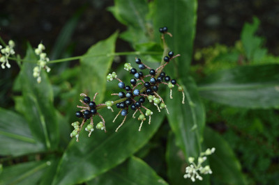 日本东京高雄山的野花和植物(2020年)