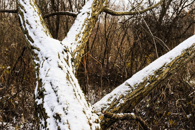 树干上的雪