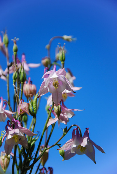 平克aquilegias
